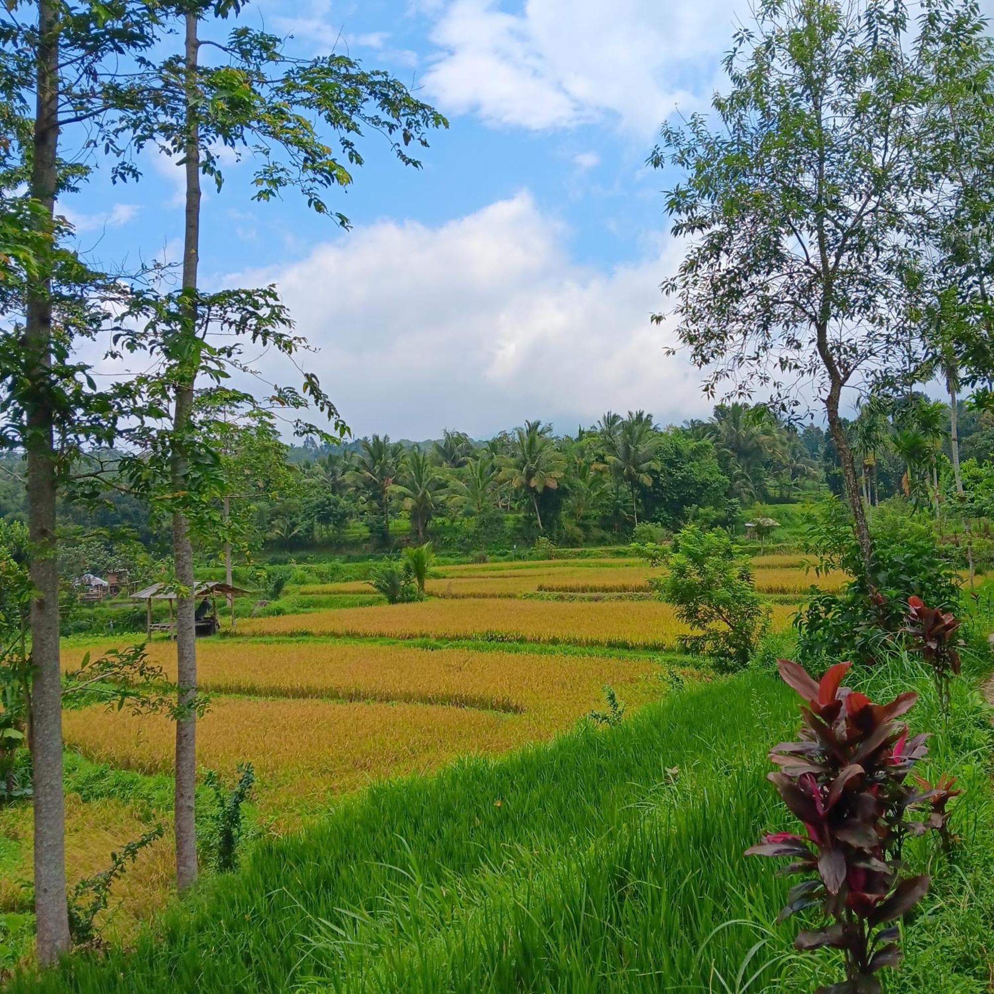 Tetebatu Sunrise Homestay Exteriér fotografie