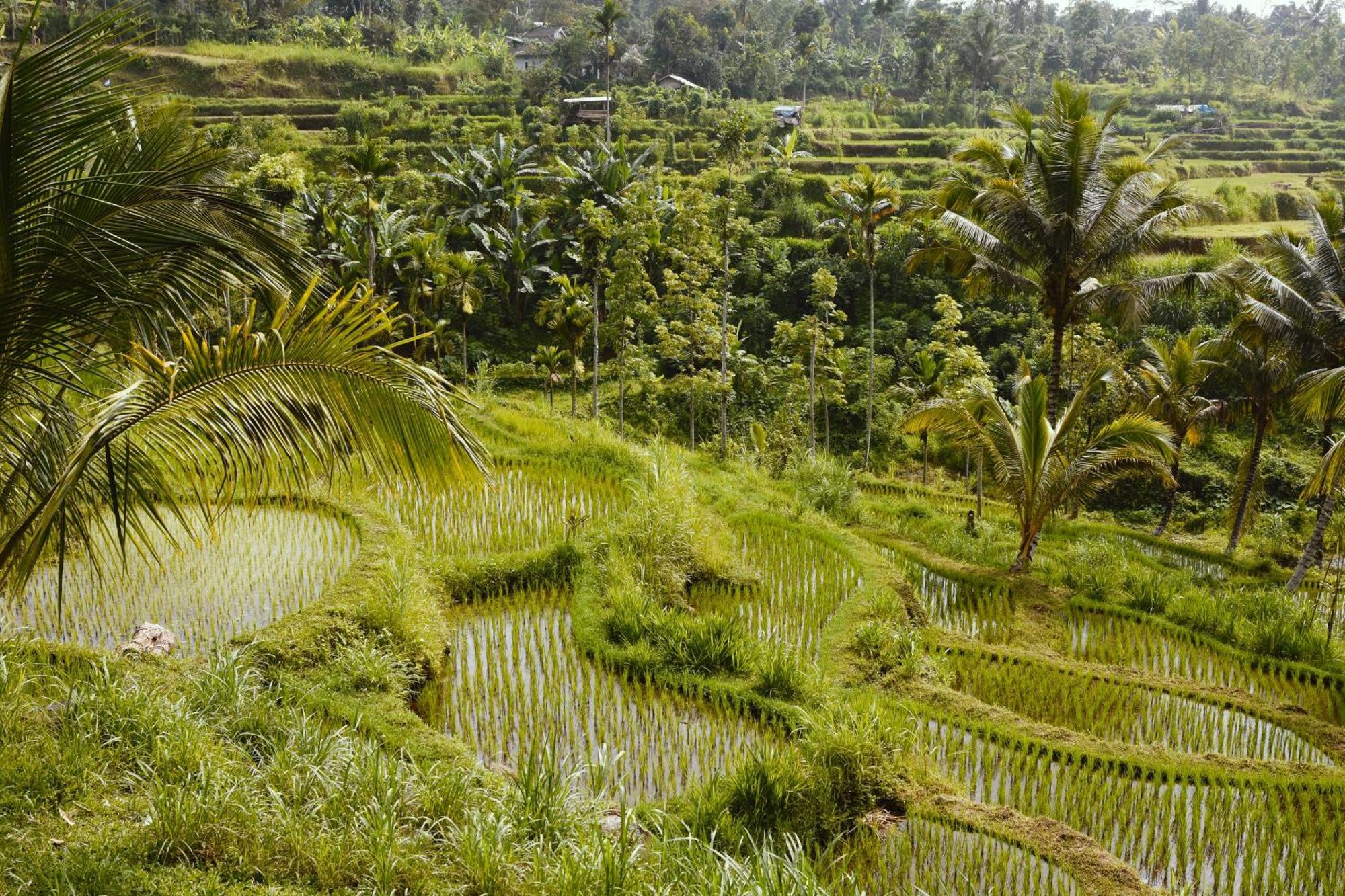 Tetebatu Sunrise Homestay Exteriér fotografie